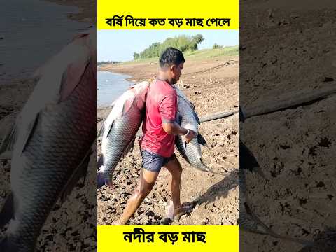 বর্ষি দিয়ে বড় মাছ ধরার নিনজা টেকনিক #youtubeshorts #shorts