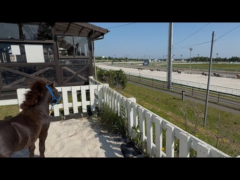 “推しはこの子!”ミニチュアホースがガチでレースを観戦してきた🐴