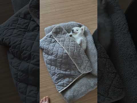 #shorts #포메라니안 #추천 #꿀잠 #추위타는 강쥐#강아지일상 #강아지브이로그 #이불강아지