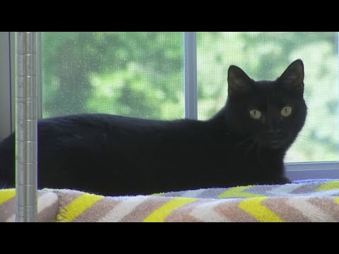 Severe storms to blame for damage at animal shelter in Bensalem