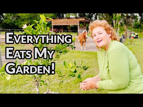 All My Chickens Want To Do Is Eat My Garden