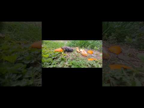 music: LuIsa Marion "the kite" #rustling #seasons #friendship