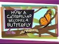 Butterfly Life Cycle and Behavior