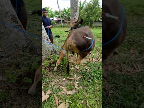 SAPI NGAMUK SAAT DI SUNTIK