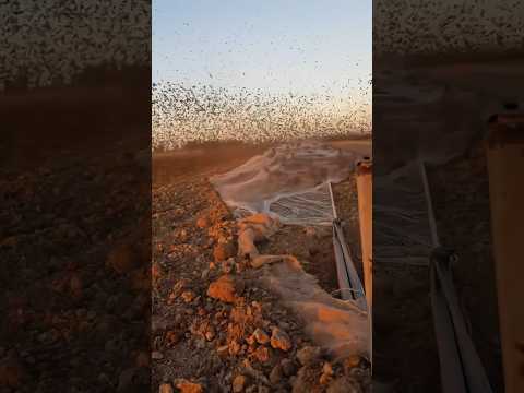 Million of birds Trapped in net #охота #hunting #chasse #birds #охота #goosehunting #wildlife