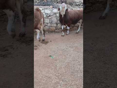 EŞİNİ KONTUROL EDEN BOĞA
