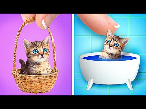 I've Adopted Kitty 😻🐾 Homeless Cat Makeover and Pet Gadgets