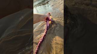 I Found an Octopus Arm in the Sand! 😳
