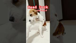 完全ホールド！意識飛ぶまで締め上げる兄#shorts #犬