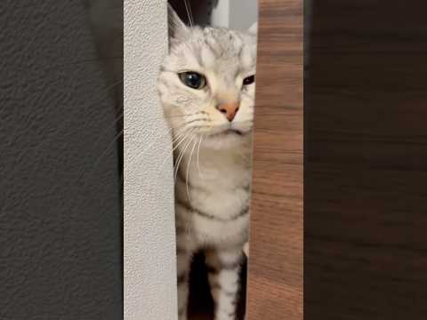 猫の動画サムネイル - 大好きなパパが帰ってきてテンション爆上げな猫!! #shorts #猫 #cat