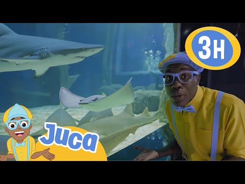 Juca explora o fundo do mar em um aquário🦈 | HORA DO JUCA BRASIL! | Vídeos Educativos para Crianças