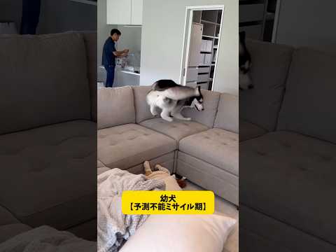 【ハスキーを飼うなら覚悟したほうがいい事】運動量はアスリート並み#シベリアンハスキー#shorts #柴犬#おもしろ