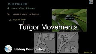 Turgor Movements