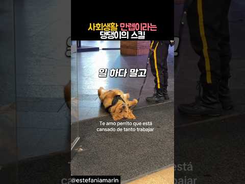 사회생활 만렙이라는 댕댕이의 스킬 #동물 #강아지