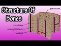 Bone Tissue Structure and Function
