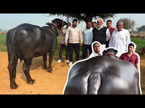 Black Gold - एक बार फिर ऐसी भैंस देखकर दिल हुआ ख़ुश - लाजवाब भैंस Super Duper Murrah Buffalo Haryana