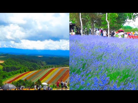 The flower and lavender fields of Hokkaido Japan - Shikisai no Oka & Farm Tomita