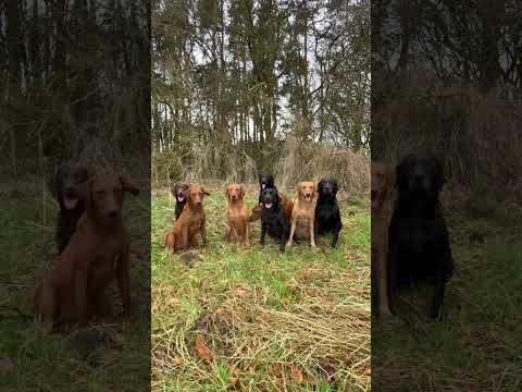 Morning register, 13 Labrador retrievers