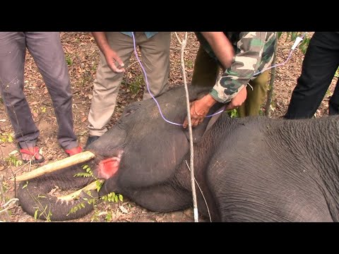 Baby elephant with mouth injury treated by pet doctor | Baby elephant | Elephant #wildlife #animals