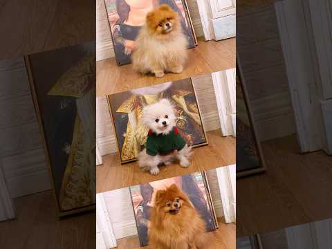 Dogs save hedgehogs!#nico #smartnico ##funny #fyp #pets
