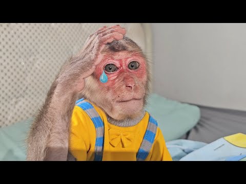 Monkey Su cried for mom when she disappeared while he sleep