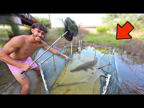 We caught a RIVER MONSTER in a MASSIVE fish trap.. Another day another send❤️🫡

Mystery Boxes ► https_//handheldstocks.com/
NEW MERCH ► www.