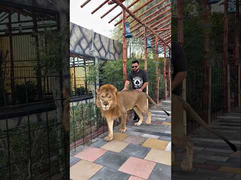 Big Lion Loves to come Outside from his Cage | Nouman Hassan