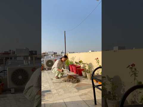 *More plants in less space*in my terrace garden🪴👍 #shorts #short #ytshorts #gardening