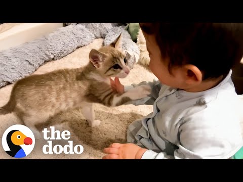 Baby Falls In Love With Rescue Kittens | The Dodo