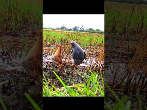bay cum num bổi về đi thấy ghét #shorts #cumnum #skybird