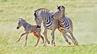 Zebra Stallion Destroys Newborn While Mom Fights Back
