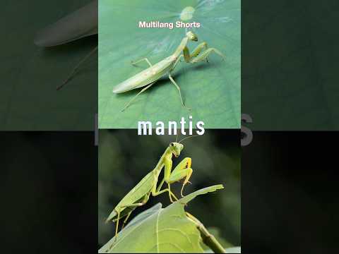What’s a Mantis? Learn Insect Names!