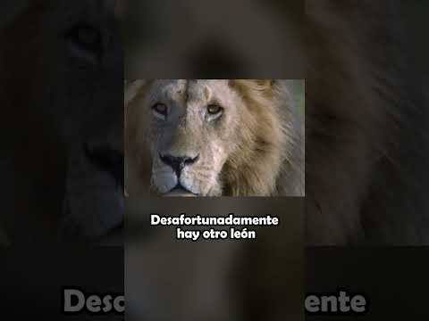 Mamá Guepardo se Enfrenta a Dos Leones #shorts #shortsanimales