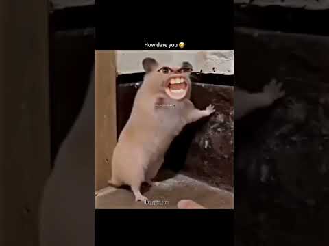 How Dare you 🤬 #shorts #jayeeta #funny