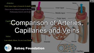 Comparison of Arteries, Capillaries and Veins