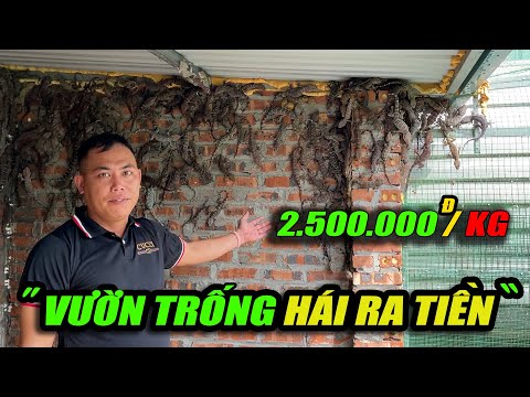 VƯỜN TRỐNG HÁI RA TIỀN - BAO TIÊU TẬN 2,5 TRIỆU 1 CÂN | CHANNUOI.NET