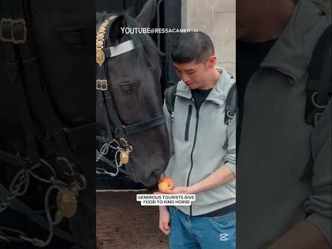 Generous tourists give food to the King horse #RessacaMenta  #kindness #kingshorse #kingsguard