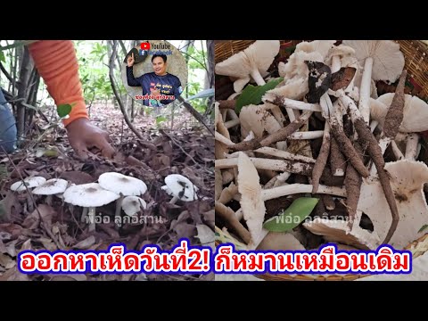 วันที่2 ออกเยอะมากเห็ดปลวก เห็ดปลวก | พี่อ๋อ ลูกอิสาน