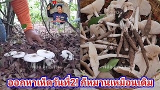 วันที่2 ออกเยอะมากเห็ดปลวก เห็ดปลวก | พี่อ๋อ ลูกอิสาน