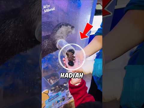 Tugas Berang-Berang Ini Bikin Gemes! Tapi Ada Syaratnya…". #shortvideo