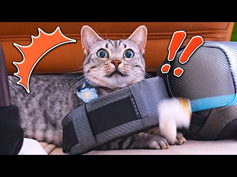 隠れて遊びたい短足猫が選んだ場所がこんなところ？！