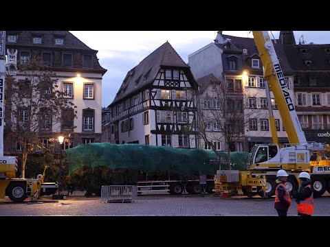 Giant Christmas tree arrives in Strasbourg for annual festive market | AFP