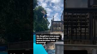 Our family dog saved our son from the pool