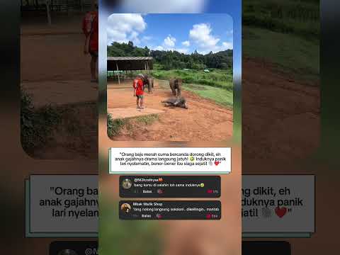 "Drama Anak Gajah Bikin Heboh! 🤣 Induknya Langsung Panik Nyelamatin! 🐘💨"