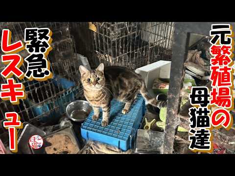 【お願い 保護】緊急レスキュー!元繁殖屋がまた繁殖させようとしていました