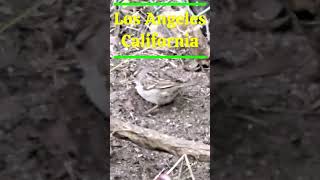 【カリフォルニア】Sparrow in Los Angeles, California