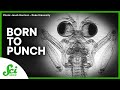 Mantis Shrimp Mechanics and Behavior