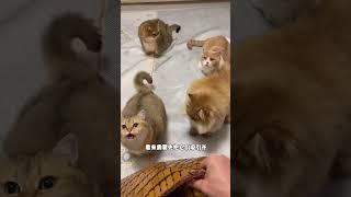 【#麻蛋和丑丑】果然还是麻将凉席有用哈哈哈 #渴望猫粮#超模爱宠顶配渴望#万物可爱计划