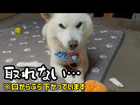 静かな朝だけど何かが起こる柴犬6匹多頭飼い