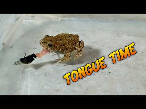 Knuckle-Sized Frog's Epic Fly Hunt: Tongue Action in Slow-Motion!